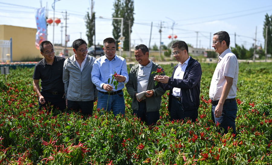 “科技興椒?鏈動(dòng)西北” 峰會(huì)召開 湘新辣椒產(chǎn)業(yè)融合啟新篇